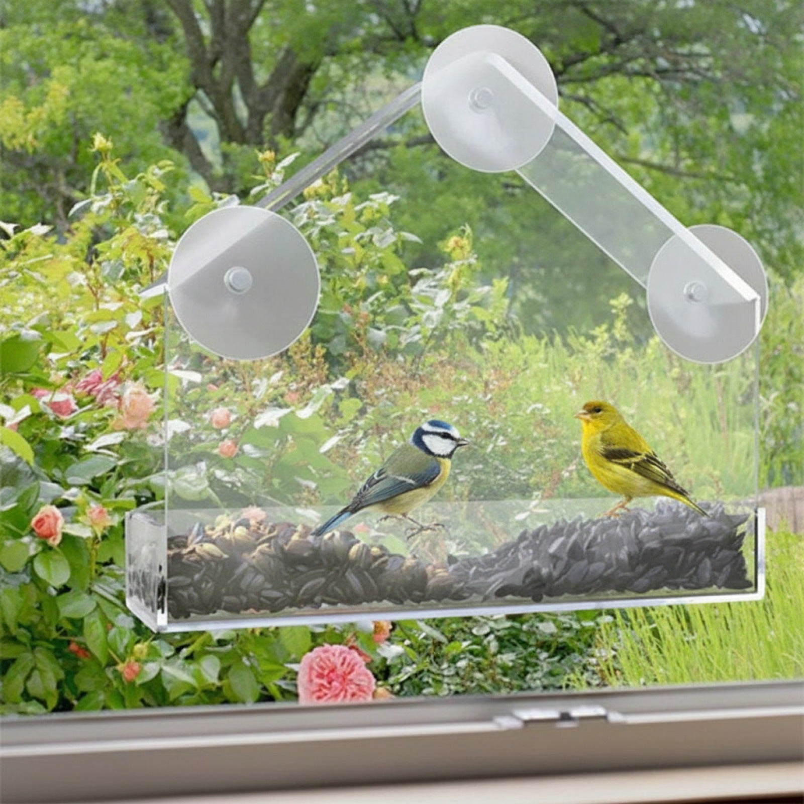 Mangeoire à Oiseaux Transparente avec Ventouse pour Fenêtre - Observation Facile des Oiseaux